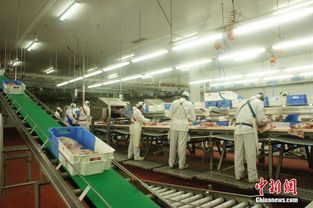 探訪西班牙火腿工廠 優(yōu)選原材料衛(wèi)生高保障
