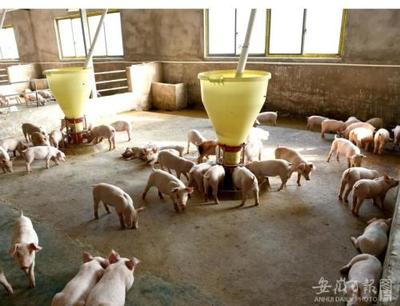 安徽豬肉價(jià)格何時(shí)穩(wěn)定?權(quán)威回應(yīng)來了!