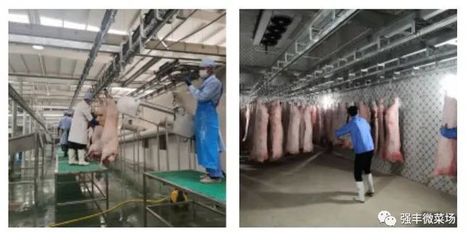市民足不出"滬"就能吃到來(lái)自云南的楓涇豬肉→