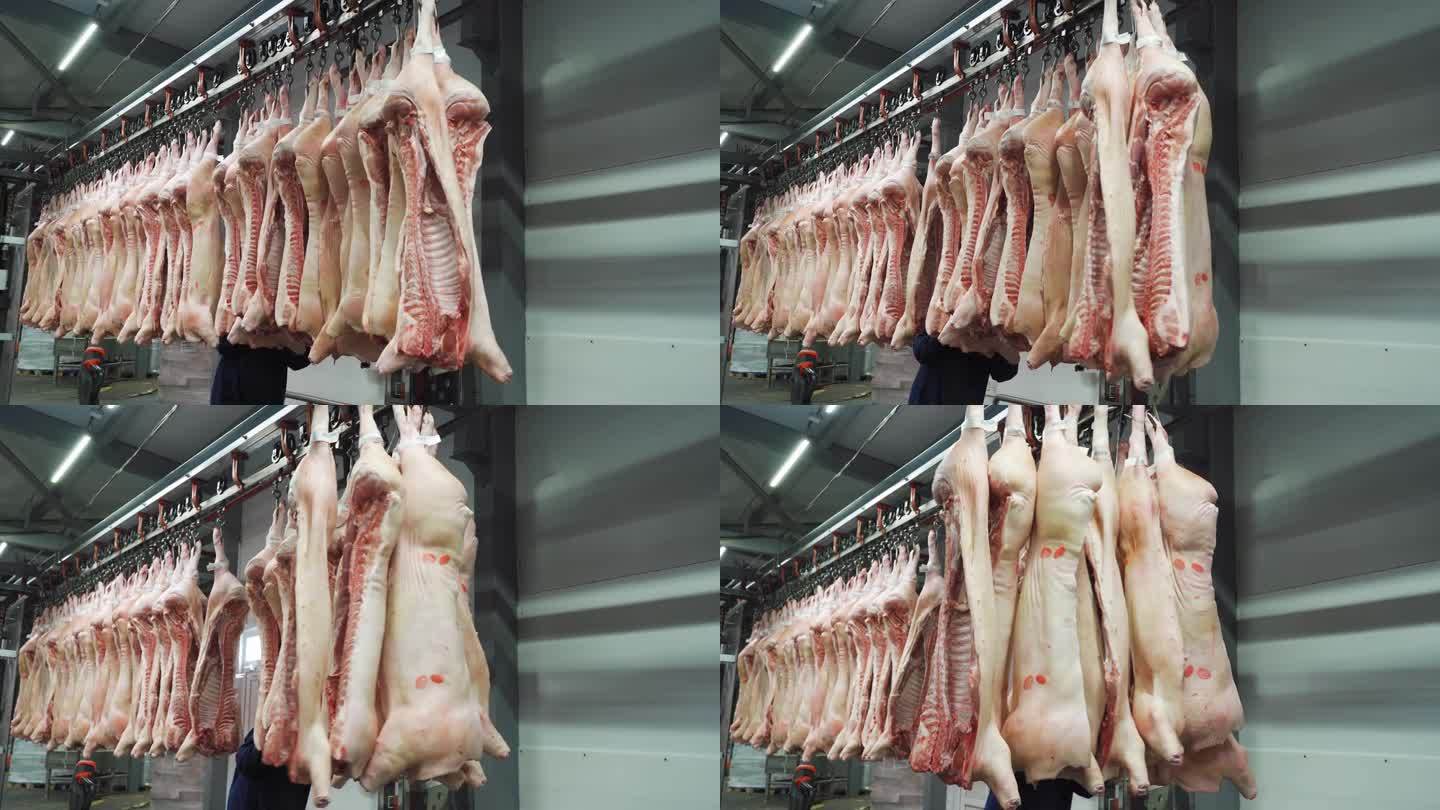 工人推著無頭冷凍豬尸體,豬肉在傳送帶上。工業(yè)肉類加工廠的工作日。準(zhǔn)備把豬肉切成塊。生產(chǎn)肉制品、香腸、