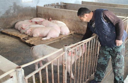 驅(qū)蟲做不好,怪不得你的豬光吃不長(zhǎng)