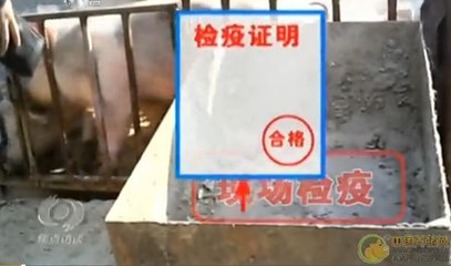 金鑼因疑似病豬流入停產(chǎn)檢查 專家:或有滅頂之災(zāi)